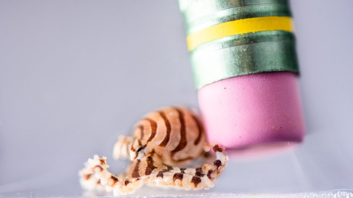 Pulpo cebra pigmeo (Octopus chierchia) |Tim Brigg