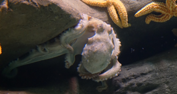 pulpo-comun-octopus-vulgaris