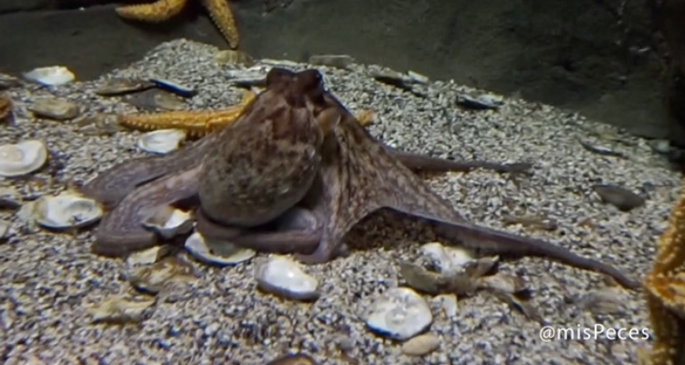 pulpo-octopus-vulgaris-mp