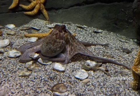 pulpo-octopus-vulgaris-mp