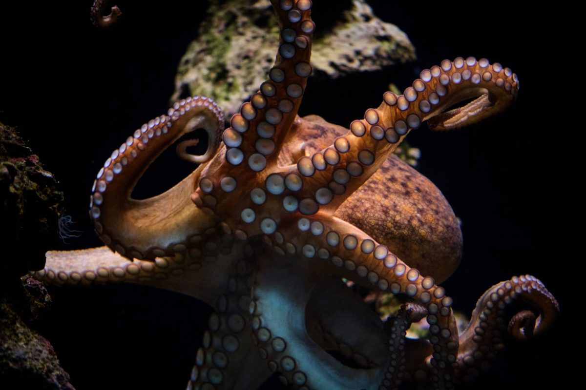 Pulpo vivo acuario
