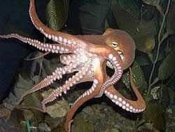 pulpo