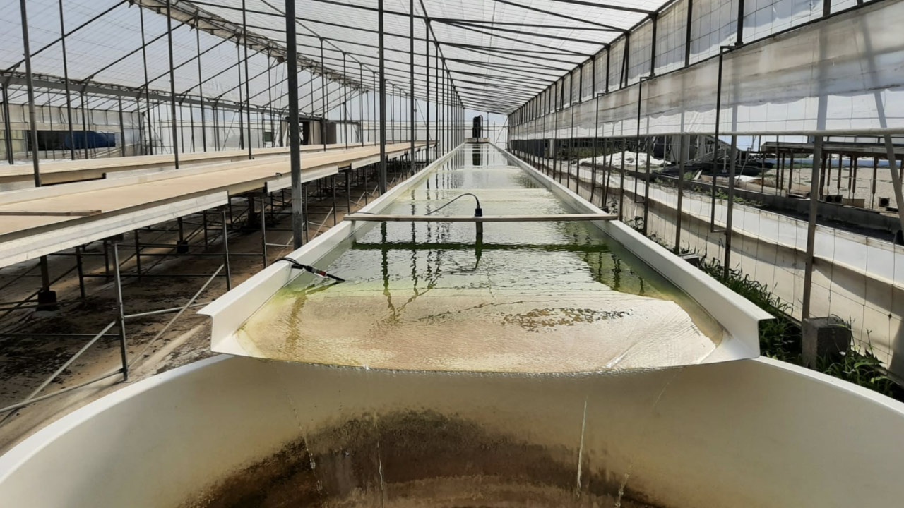 Cultivo de Nannochloropsis gaditana con purines de porcino Cultivo de Nannochloropsis gaditana con purines de porcino
