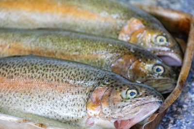 I mangimi senza farina di pesce funzionano nella trota iridea, ma introducono nuove sfide su colore e sostenibilità