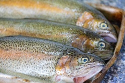 Los piensos sin harina de pescado ya funcionan en trucha, pero generan nuevos retos en color y sostenibilidad