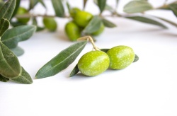 Dos décadas de estudios animan a ser optimistas con la inclusión de subproductos del olivar en las dietas acuícolas