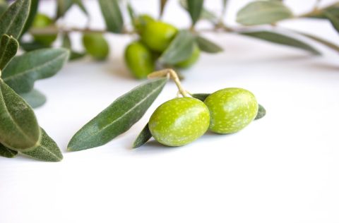 Rama de olivo con aceitunas