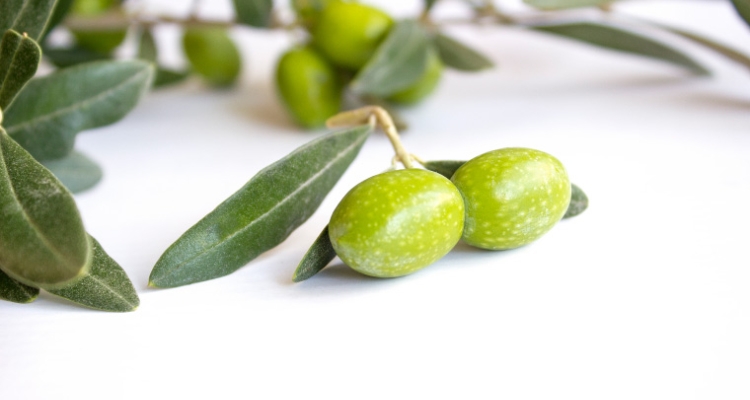 Rama de olivo con aceitunas Rama de olivo con aceitunas
