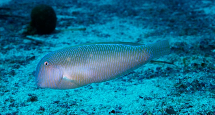 raor-xyrichthys-novacula-josep-alos-web