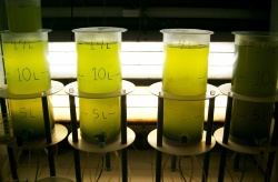 Microalgas marinas como futuros ingredientes para la elaboración de alimentos funcionales de tercera generación