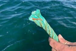 Un sabotaje o robo daña un ensayo clave con ostras para mejorar ecosistema del Mar Menor