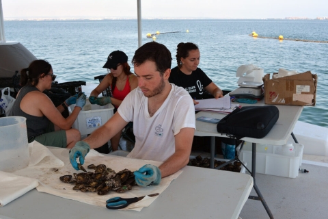 Muestreo de ostra plana en el Mar Menor | Remedios 3