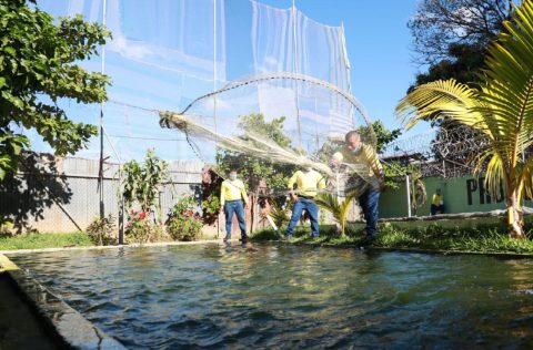 Cultivo de tilapias por presidiarios en El Salvador