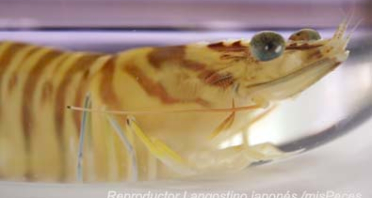 reproductor-langostino-japones-zaporito