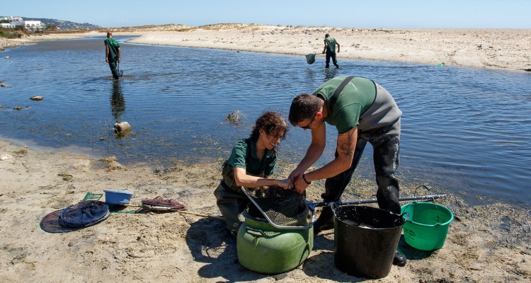 rescate-anguilas-rio-cachon-cadiz