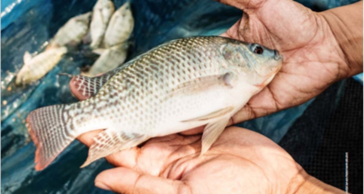 Revisión Bibliográfica del Virus de Tilapia del Lago