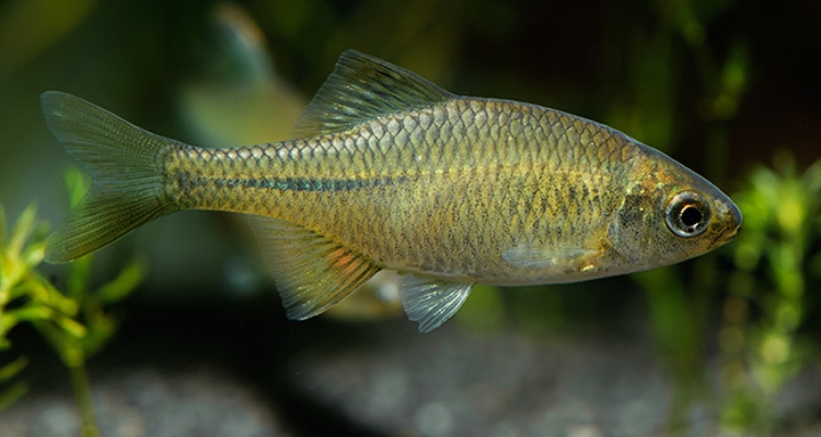 Rhodeus amarus