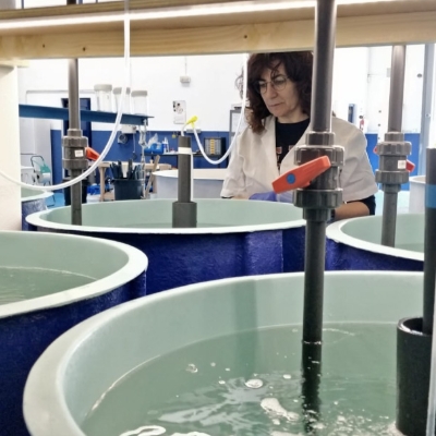 Los Consejos Consultivos de Acuicultura y de Mercado reclaman una revisión profunda del Informe Económico de la Acuicultura de la UE 2025 – misPeces