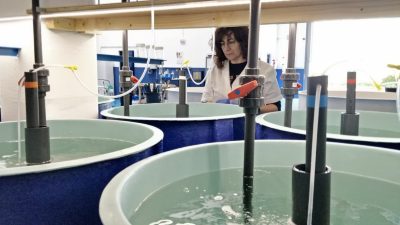 Presentan un nuevo aditivo que refuerza la resiliencia de la lubina europea al estrés térmico