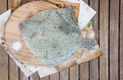 El rodaballo de acuicultura sube de 13,90 a 16,80 euros por kilogramo en Mercamadrid