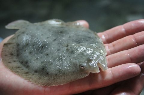 Rodaballo en mano