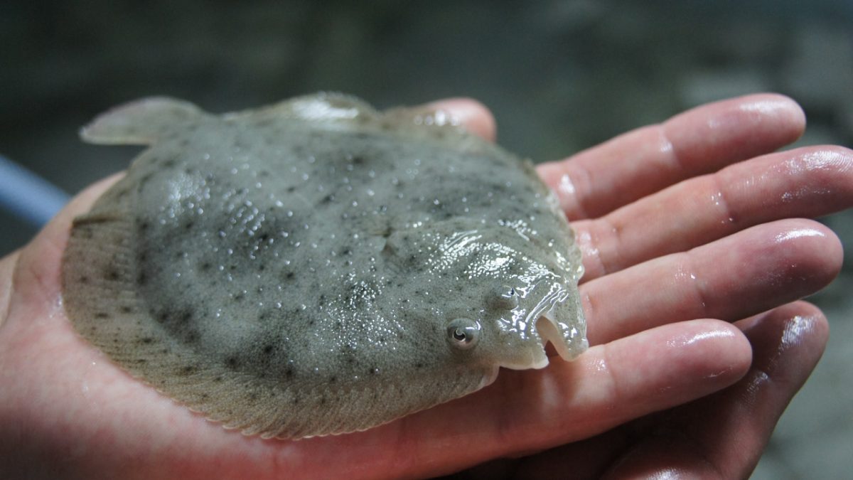 Rodaballo en mano