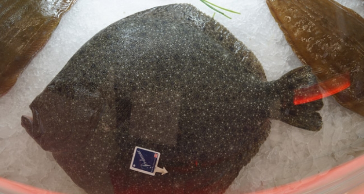 Rodaballo de SSF en Seafood Expo Global 2018 Rodaballo de SSF en Seafood Expo Global 2018