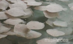 El proyecto de ampliación de la producción de rodaballo y lenguado de Acuidoro supera el trámite de evaluación ambiental ordinaria 