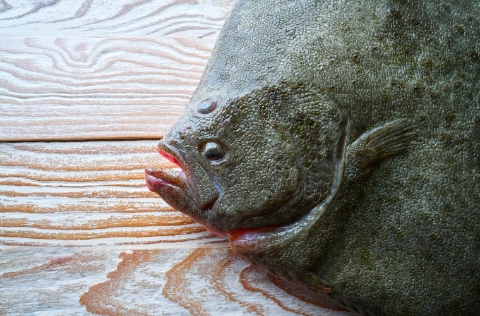 Rodaballo en tabla de madera
