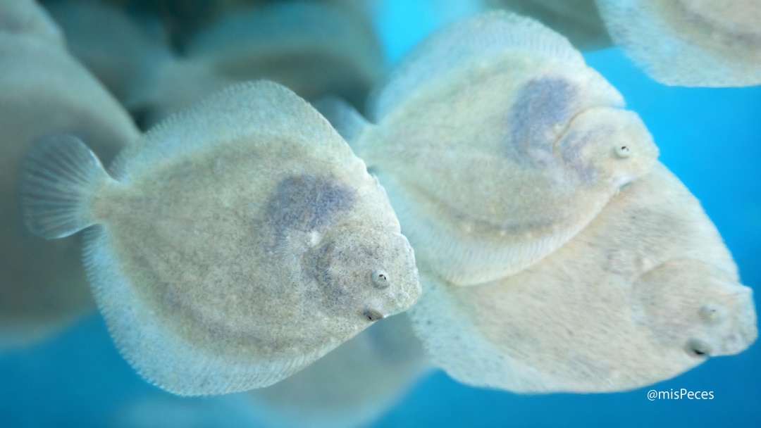 Rodaballos juveniles Rodaballos juveniles