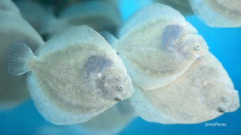 Rodaballos juveniles