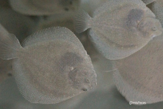 rodaballos-juveniles rodaballos-juveniles