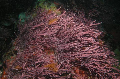 Alga roja rodofita