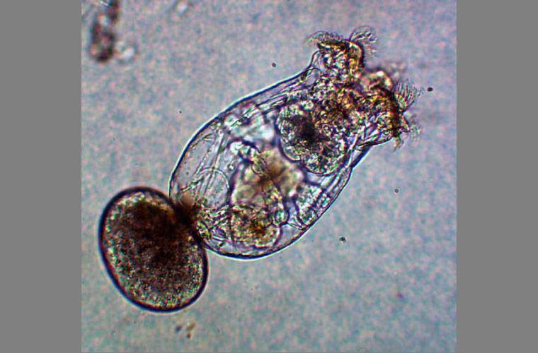 Enriquecer los rotíferos con taurina permite un mejor desarrollo de las ...