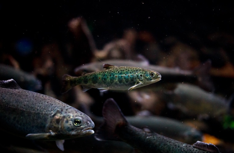 Salmo salar smolt Salmo salar smolt