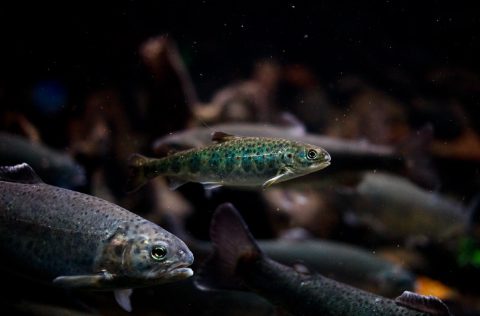 Salmo salar smolt