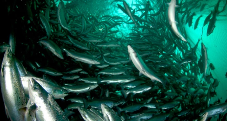 salmon-acuicultura-chile-icar