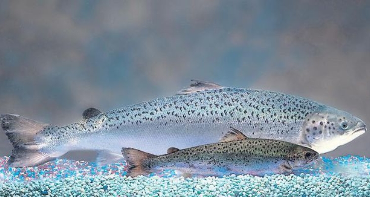 salmon-aquabounty salmon-aquabounty