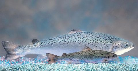 salmon-aquabounty