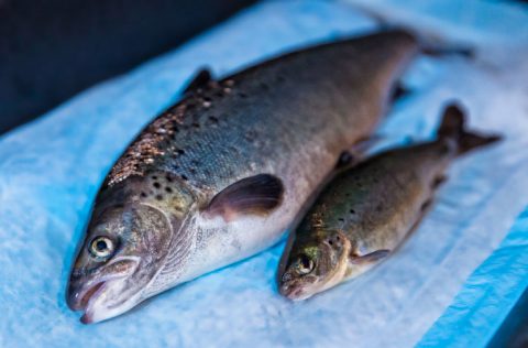 Salmon OGM Aquabounty de AquAdvantage