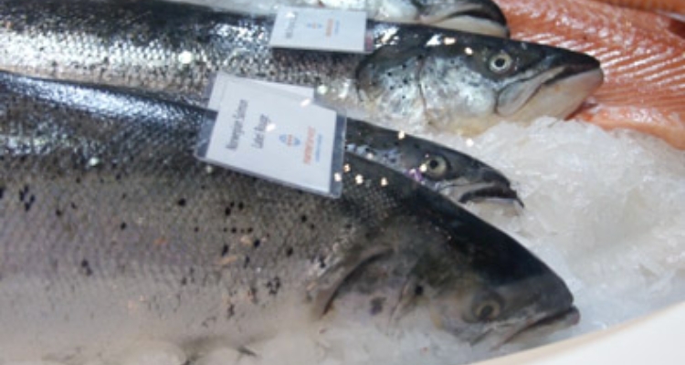 Salmón Atlántico - Marine Harvest