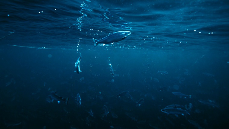 salmón bajo el agua /Mowi