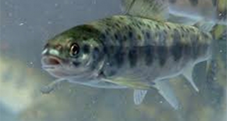 salmon-biomar