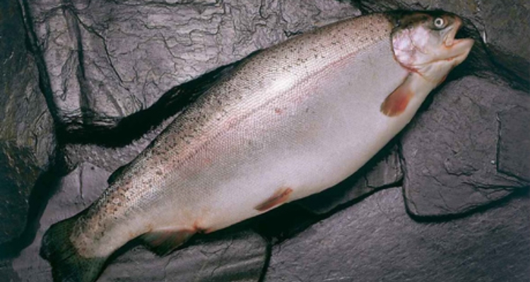 salmon-chile-subpesca