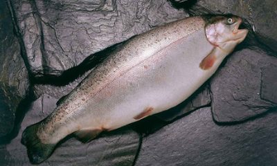 SERNAPESCA calcula que entre el 15 y 20 por ciento de la producción anual de salmones se ha perdido