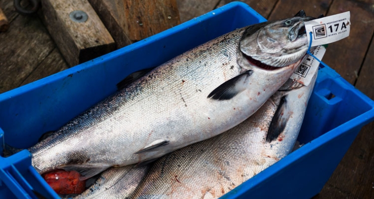 salmon-chinook-760