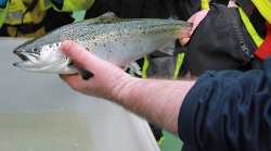 Un proyecto escocés busca generar un proceso de monitoreo bioquímico de la salud de los peces