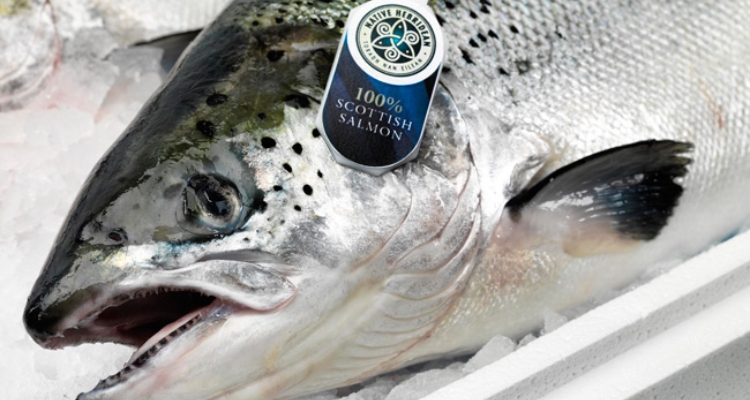 Salmón Escocés