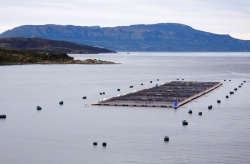 El milagro socio-económico del salmón en el sur de Chile a través de los hechos