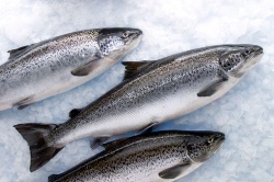 Investigadores australianos establecen protocolo con agua oxigenada para reducir infecciones parasitarias en salmones